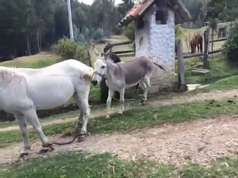 KELEDAI KAWIN