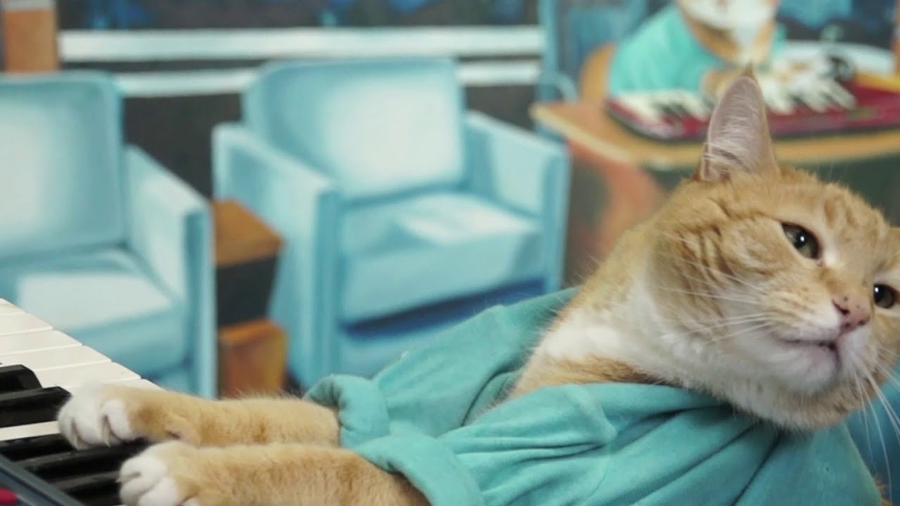 Keyboard Cat 3.0, meet 