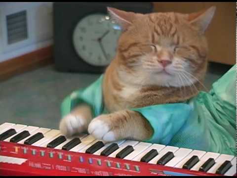 Keyboard Cat REINCARNATED!
