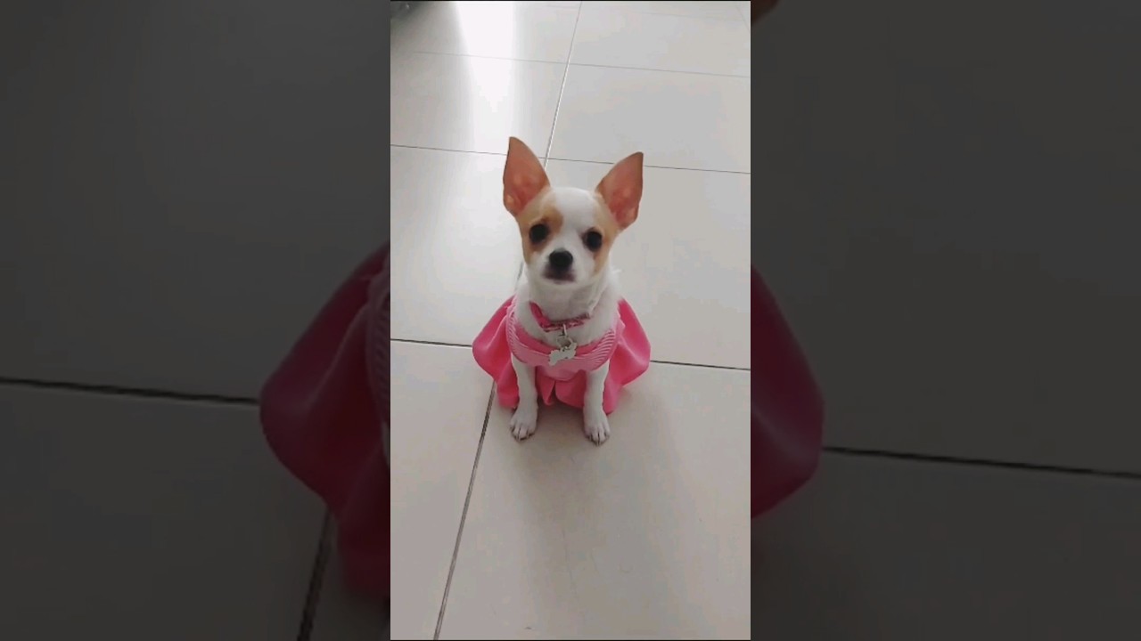 Kiara bailando el Arram Sam Sam #baile #perritos #chihuahua #shorts