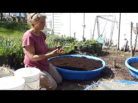 Kiddie Pool Gardening
