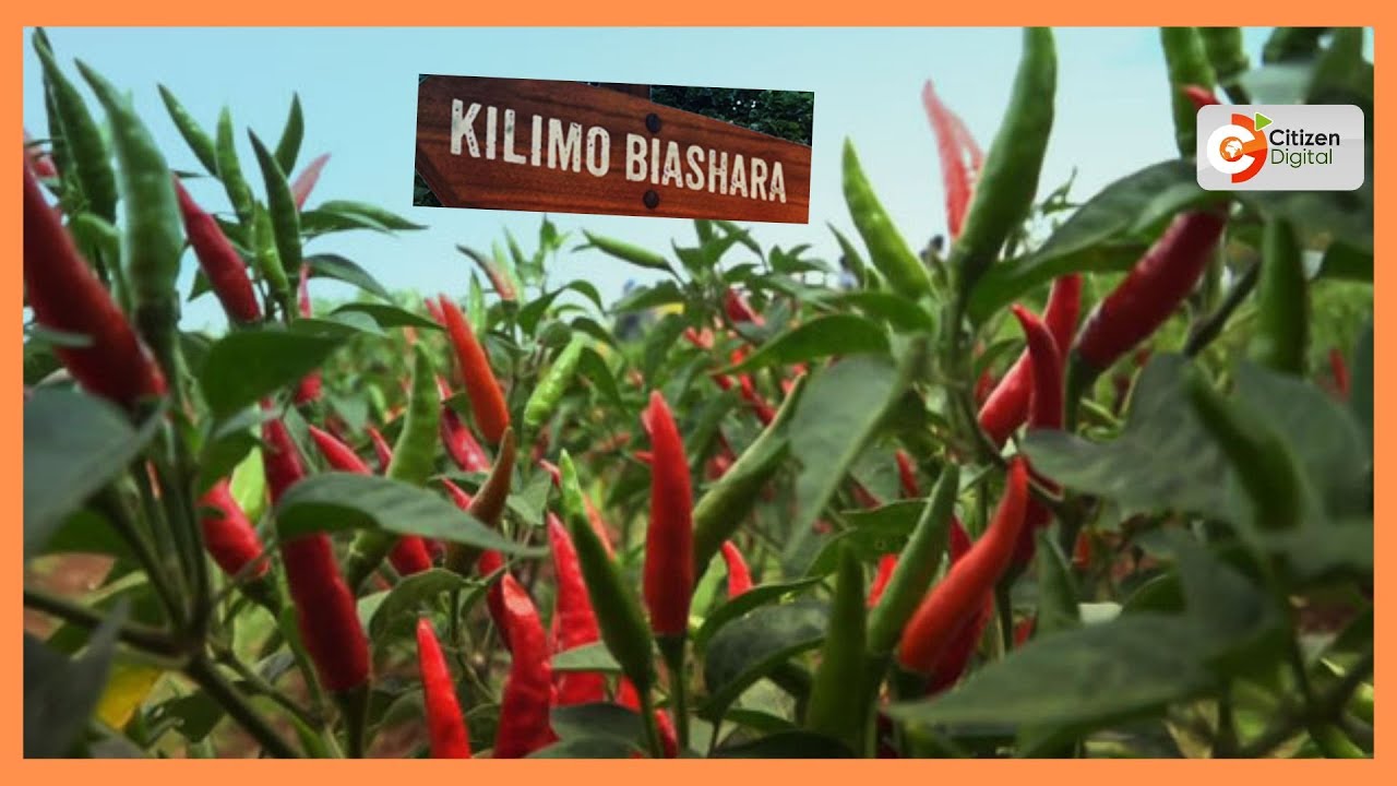 Kilimo cha pilipili kimeshika kasi sehemu nyingi nchini