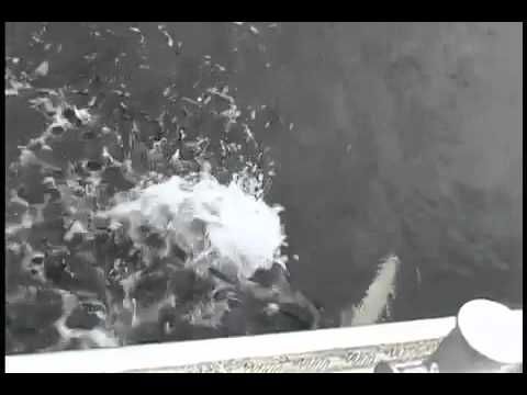 Killer Whale fart