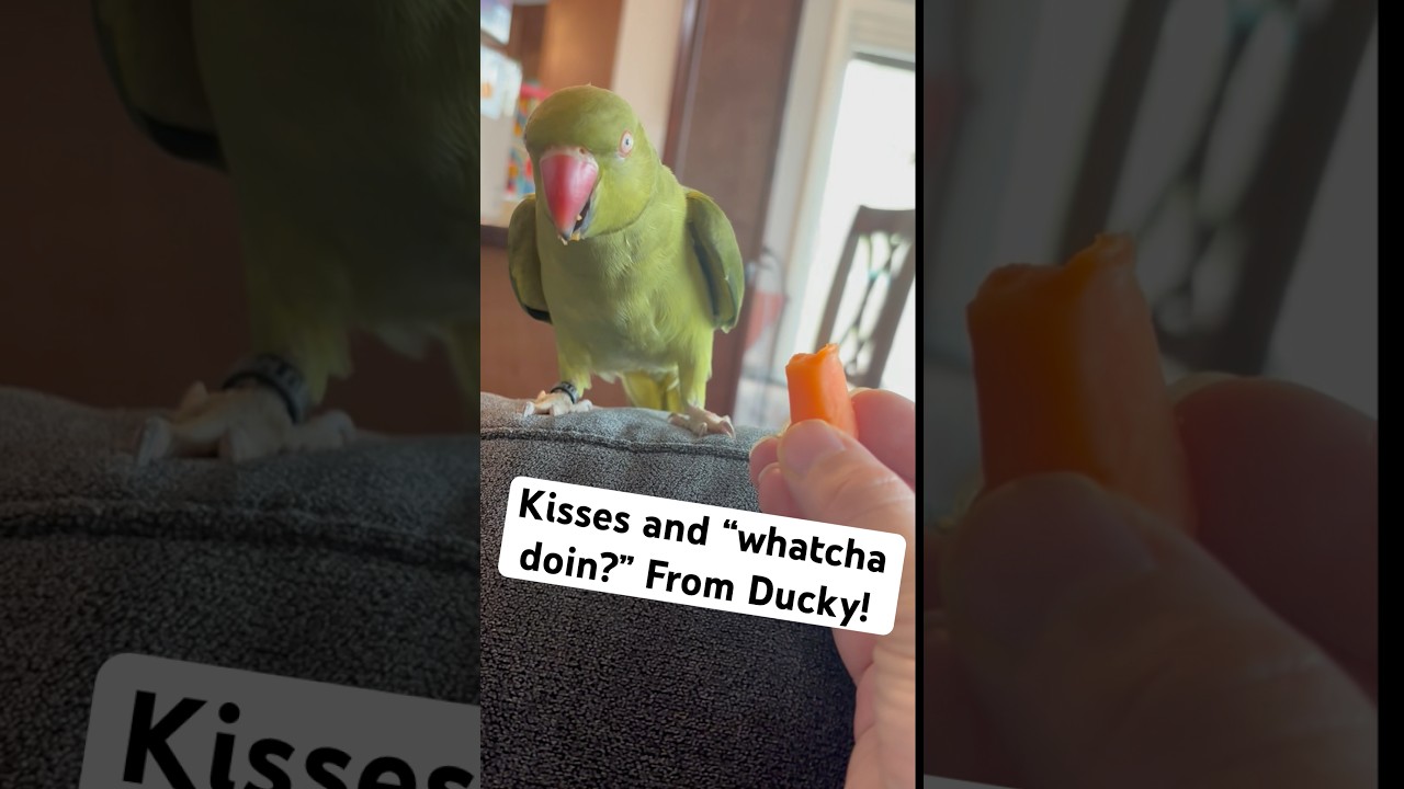 Kisses for a 🥕?! #talkingbird #talkingparrot #cuteanimals #funnyanimals #babyanimals #baby #cute