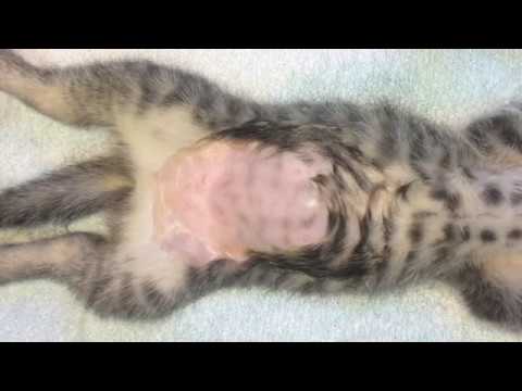 Kitten spay