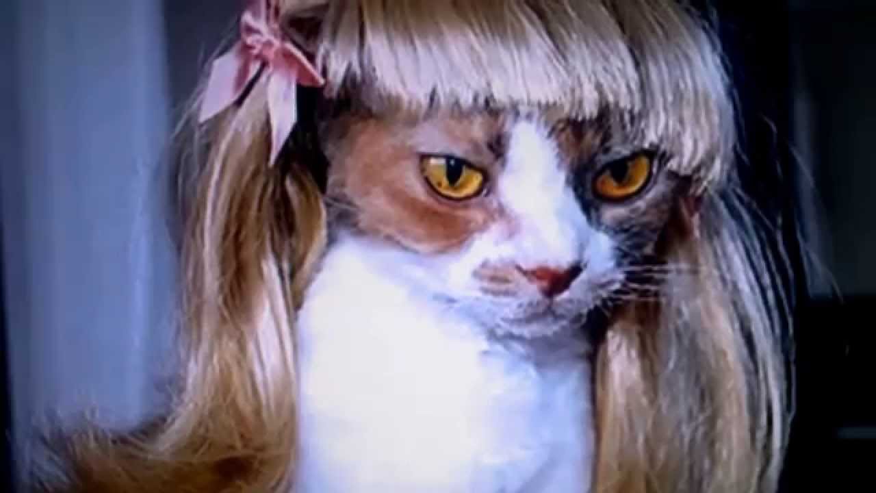 kitty wigs!