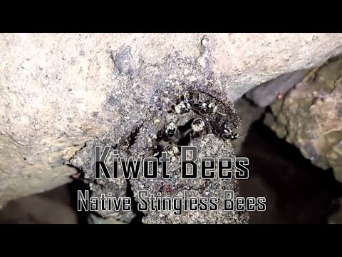 Kiwot Bees | Native Stingless Bees