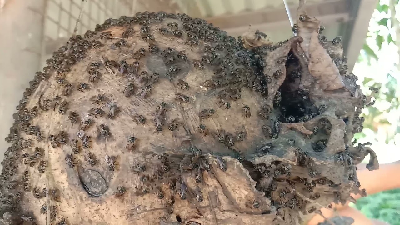 Kiwot n d hauz: Stingless bees