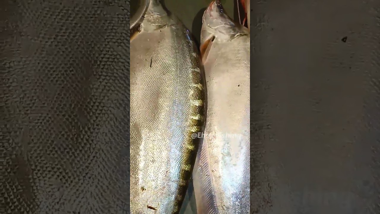 knife big fish বিশাল বড় নদীর তাজা চিতল মাছ मछली 🐟