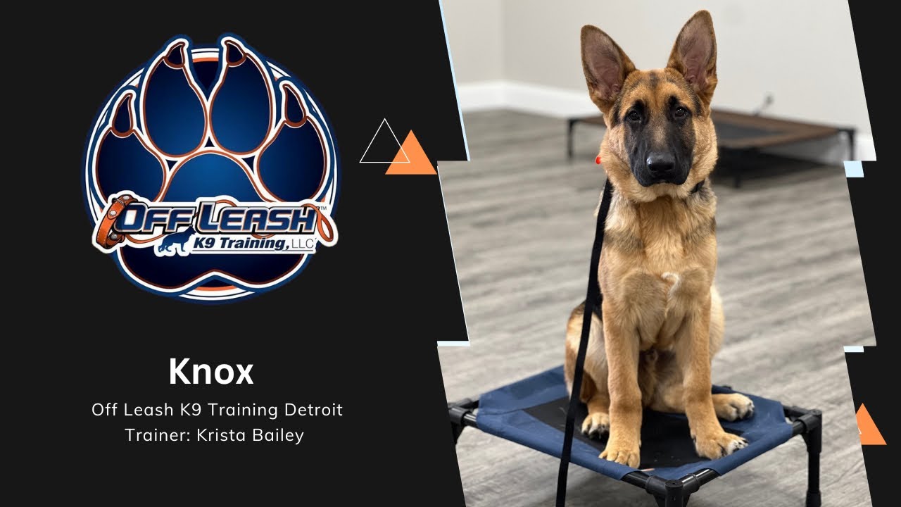 “Knox” 5 Month Old GSD | Puppy Obedience | Trainer Krista Bailey