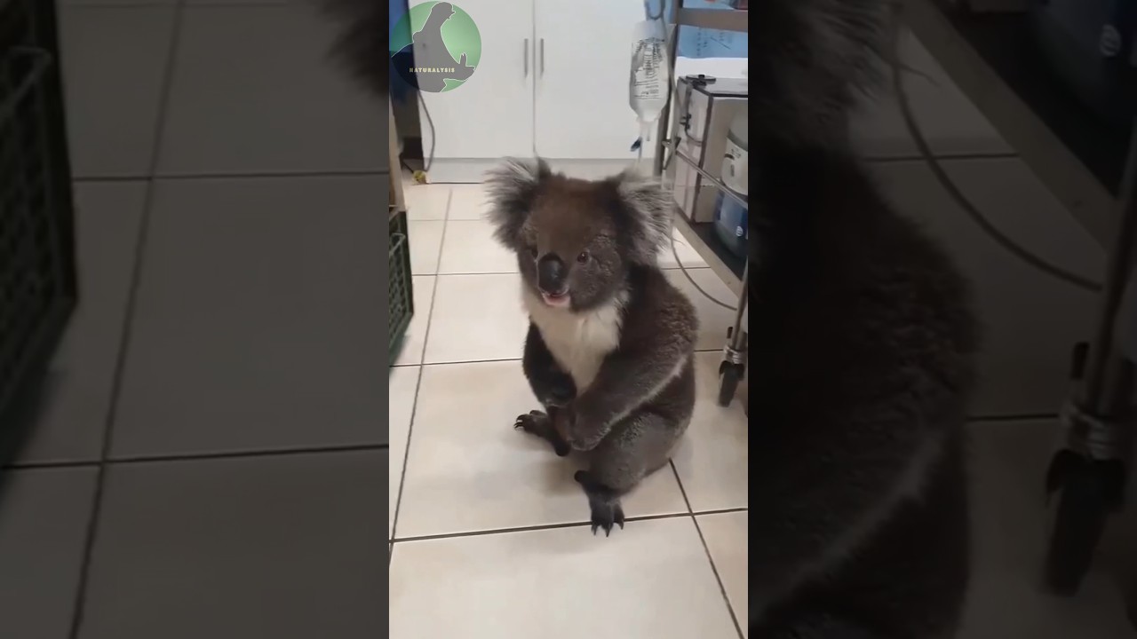Koalas are Pretty Dumb | Animal Facts!
