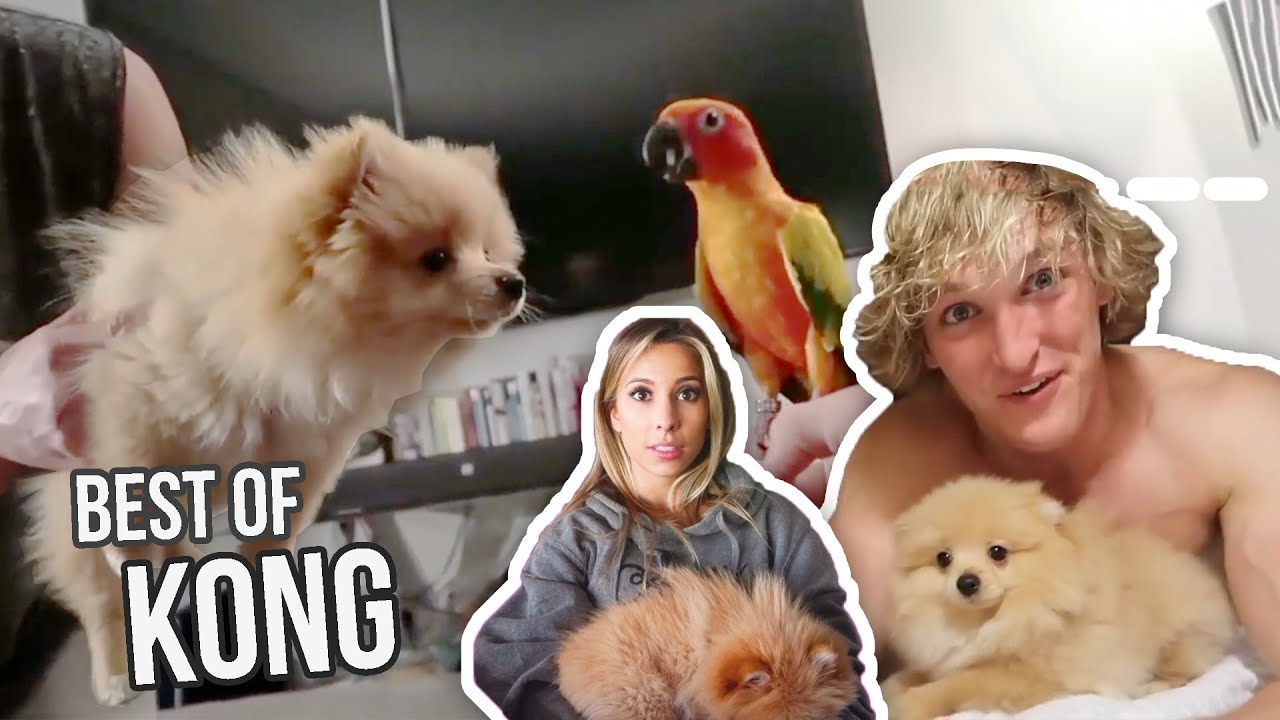 KONG DA SAVAGE BEST MOMENTS (feat. Logan, Ayla, Maverick)