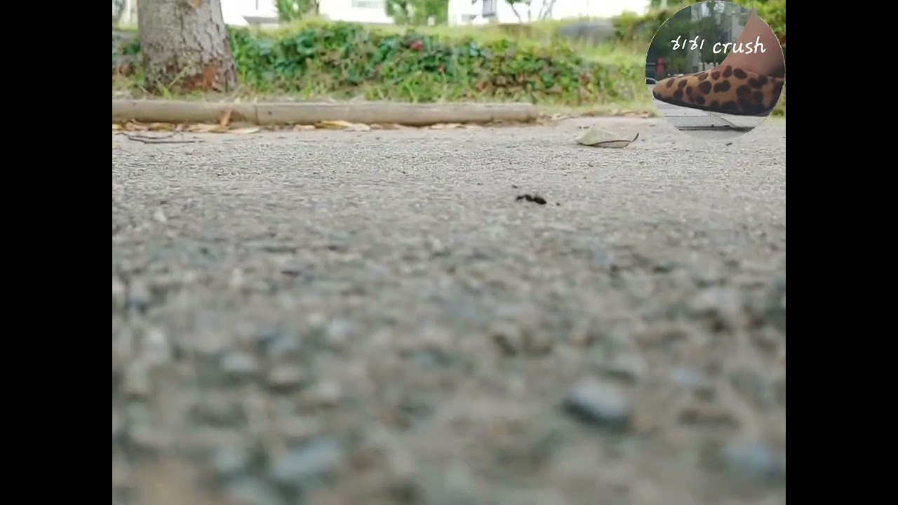 Korea Women  high heels Ant Crush
