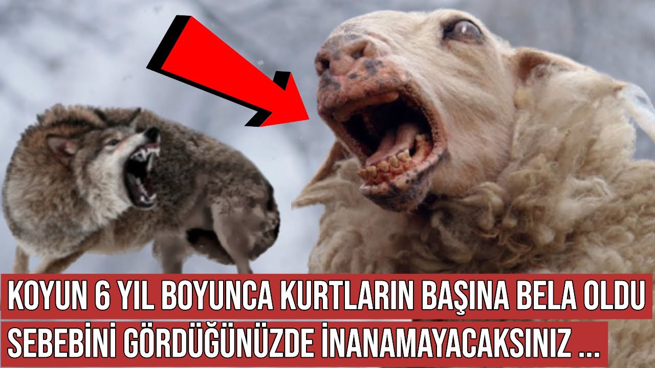 Koyun 6 Yıl Boyunca Kurtların Korkulu Rüyası Oldu, Sebebi Tüm Dünyayı Hayretler İçinde Bıraktı