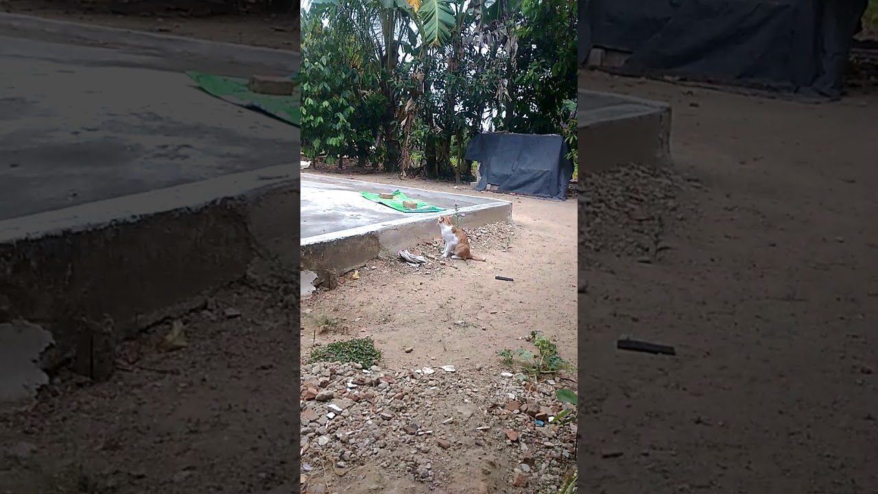 Kucing belang