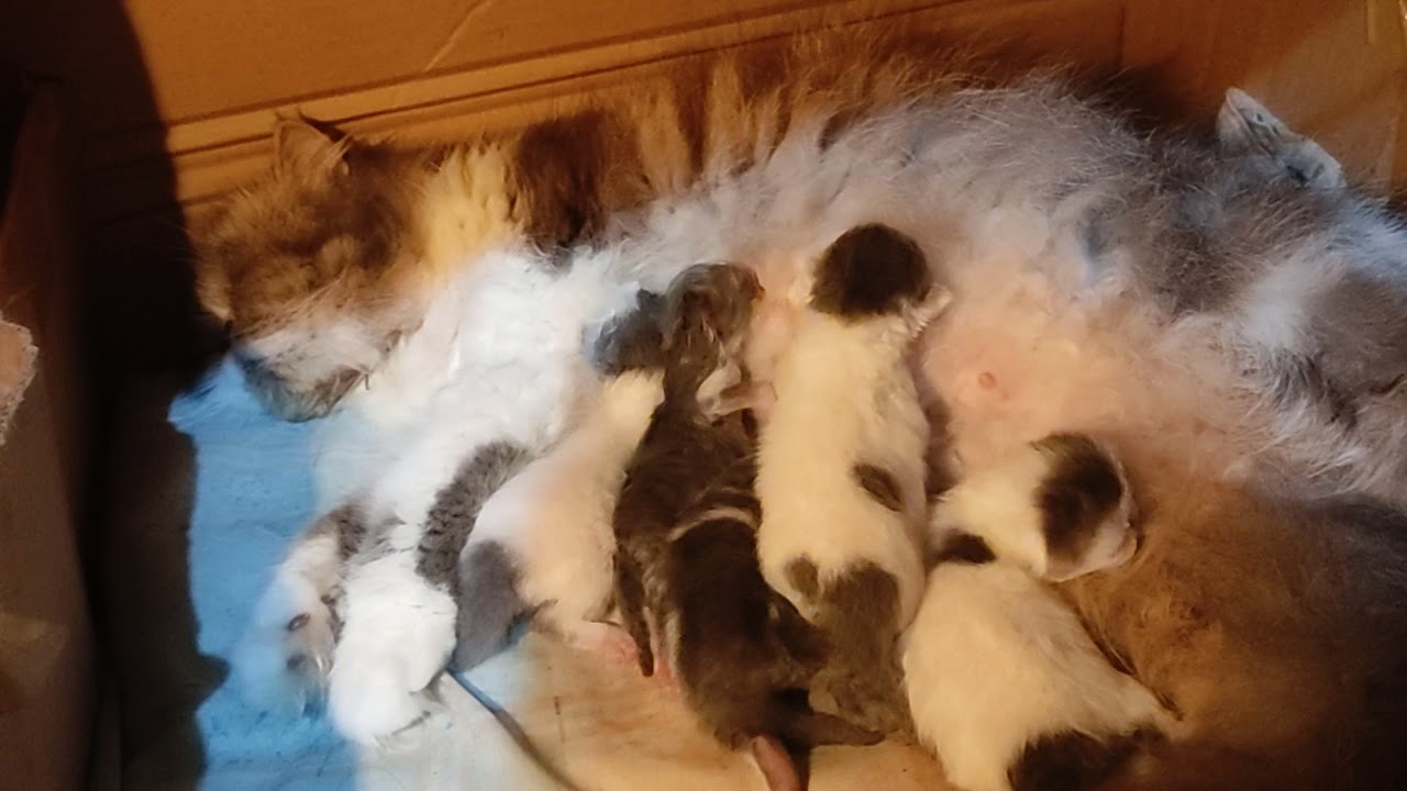 Kucing Persia - anak ke 6 miyu - Bigo Family CL