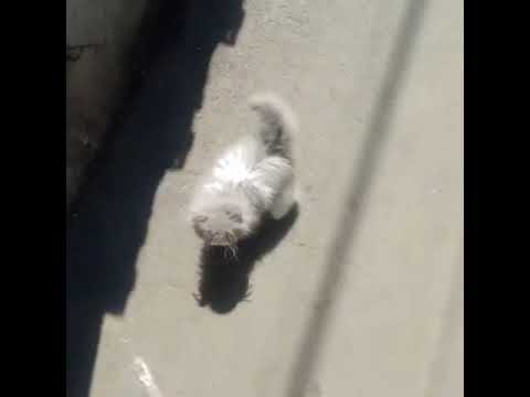Kucing Persia - Bigo Family CL