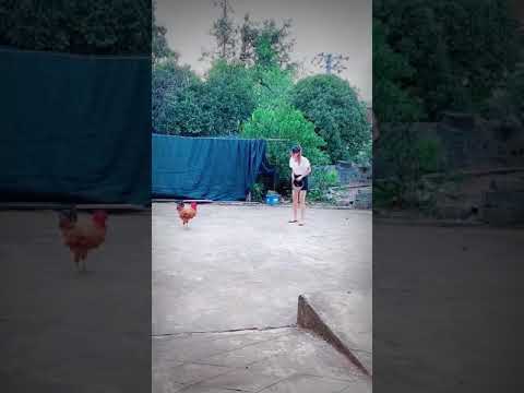 Kulguli video prikol