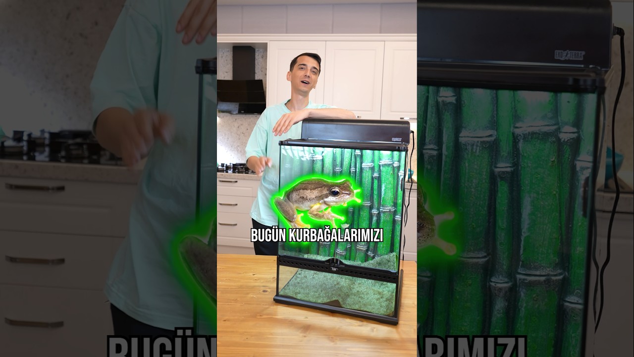 Kurbağaları yeni yuvasına aktardım! 🐸 3. Bölüm