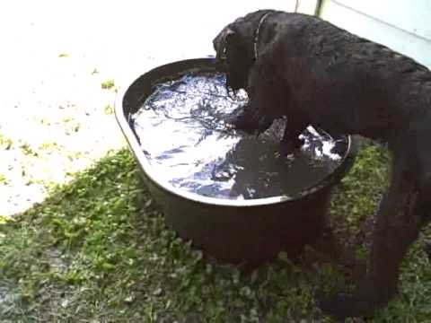 Kwiz and water fun