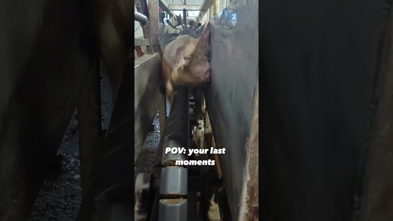 Last Moments of Pigs at Slaughterhouse!