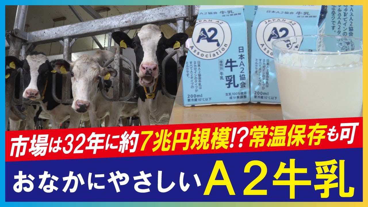 【牛乳（LBS）】“おなかが痛くなりにくい”世界では常識の「やさしい牛乳」　常温保存可能で北海道から普及を目指す