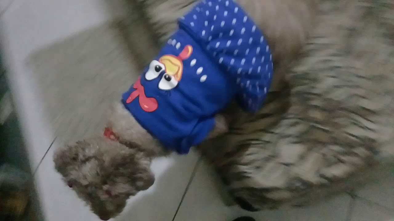 Leka de galinha pintadinha  no carnaval