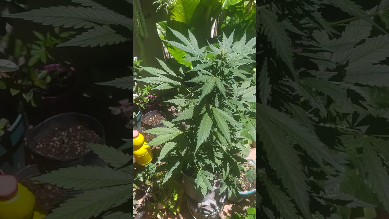 Lemon Blue Cheese auto in floration
