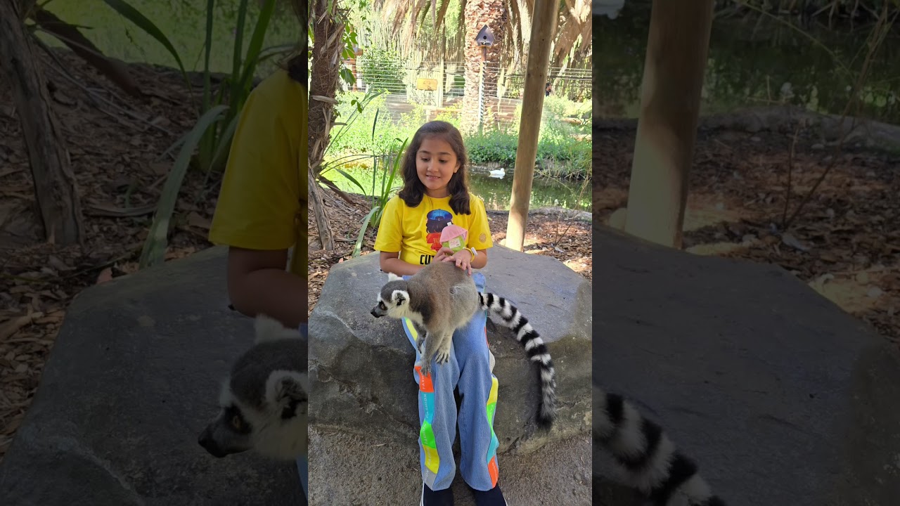 #lemur monkey#Madagascar animalcute #lemurwildlife#safari #mouselemur#ringtailedlemurs #savelemurs