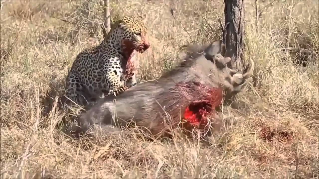 Leopar Canlı Domuzun Ciğerini Yiyiyor HD