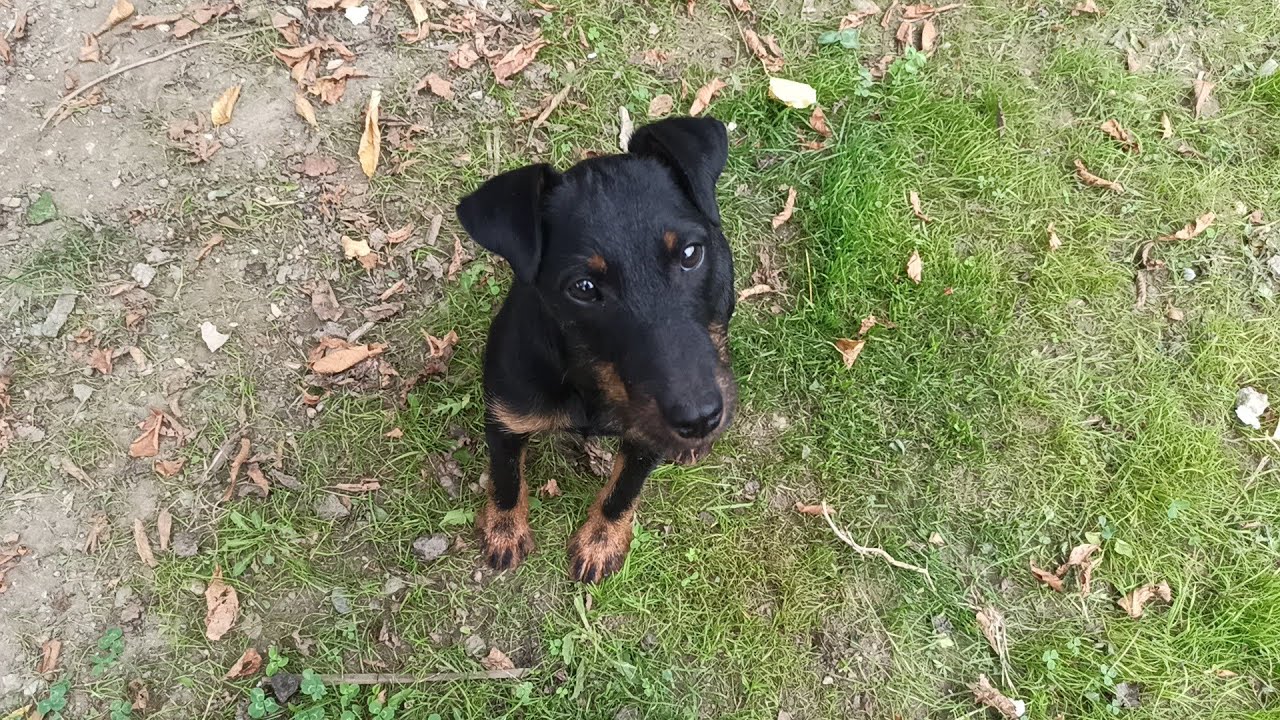 Lepotica LEA - NEMAČKI LOVNI TERIJER 🐶🐶🐶
