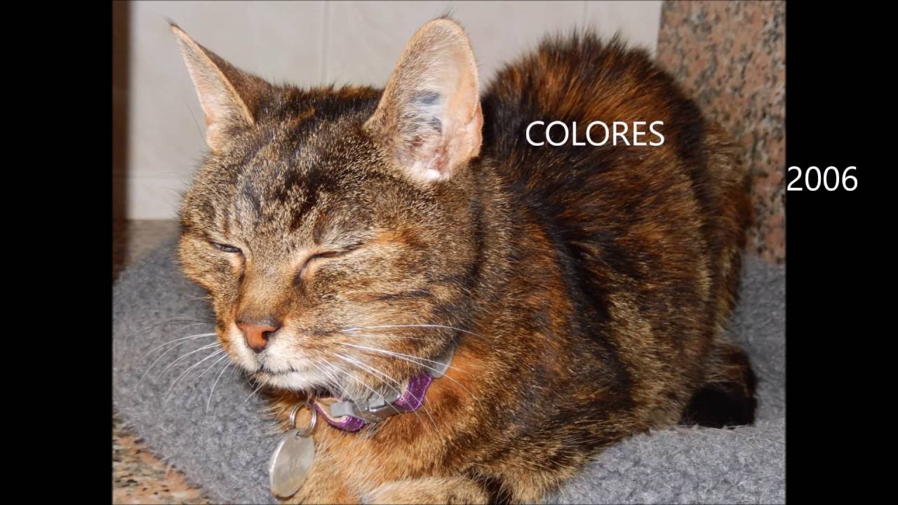 Les chats & chiens seniors du refuge HELP ANIMALS - 07/2016