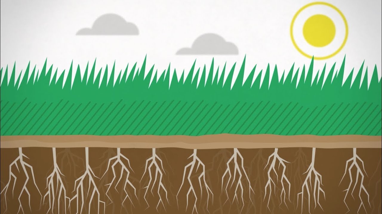 LESCO PolyPlus From SiteOne Landscape Supply
