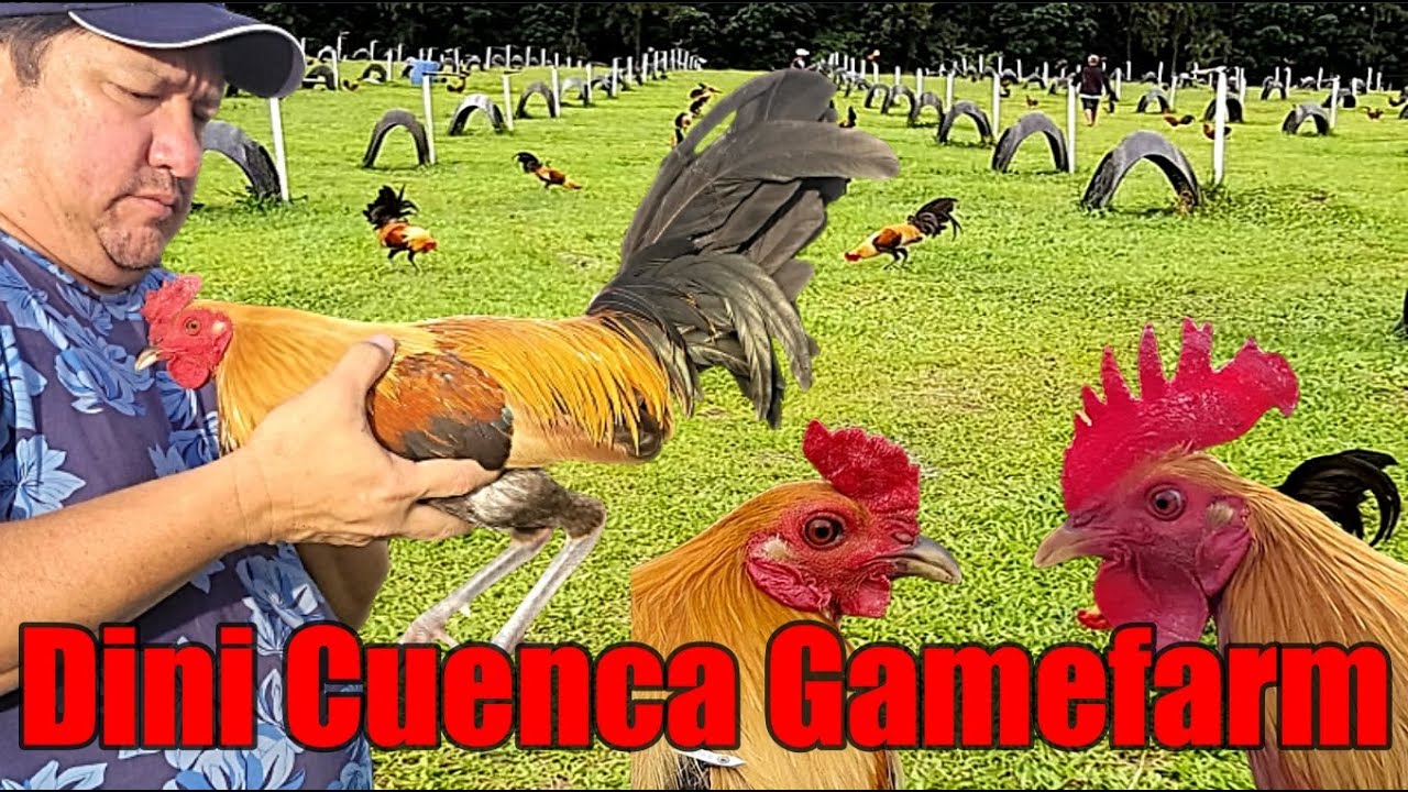 Lets Visit The Farm Of Dini Cuenca Gamefarm
