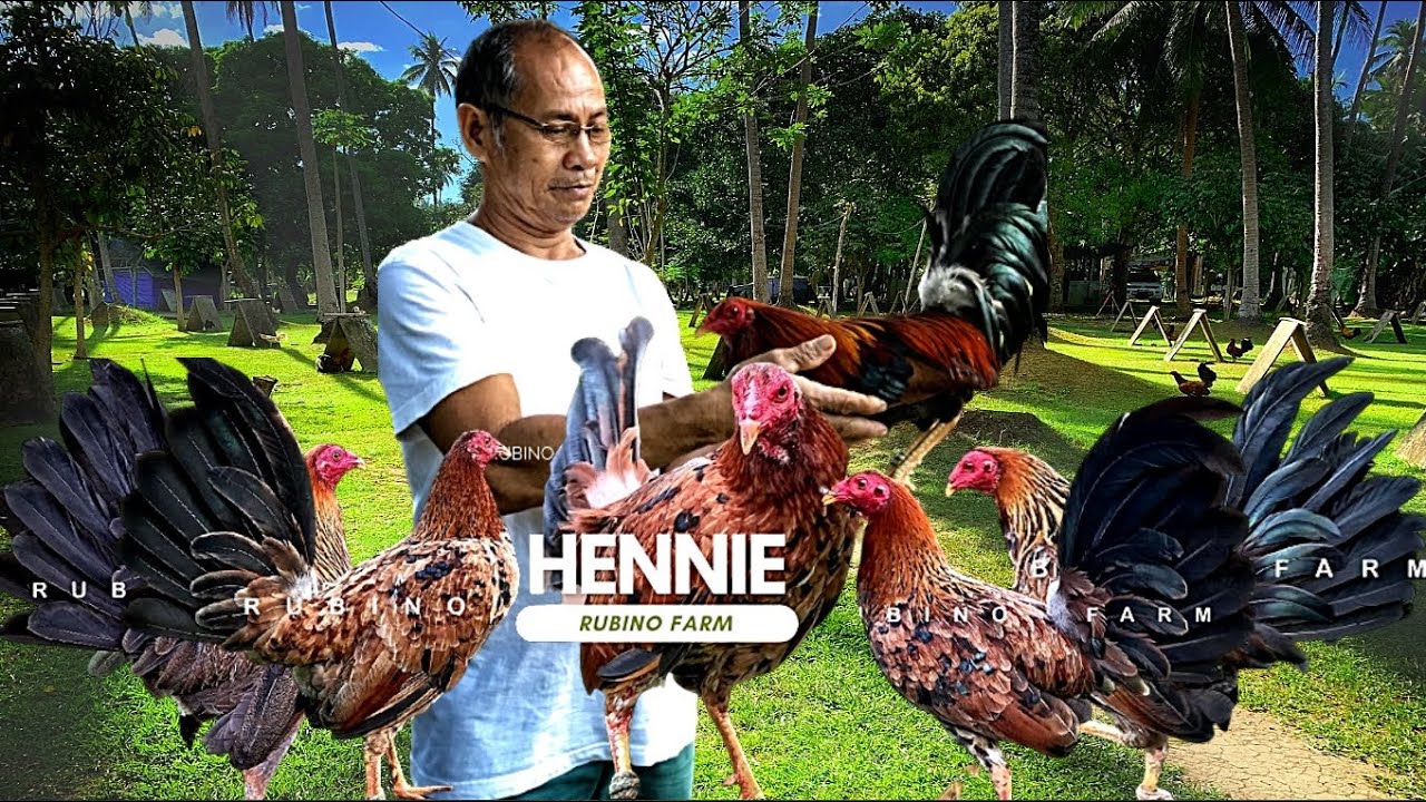 Lets Visit The Farm Of Rubino Gamefarm
