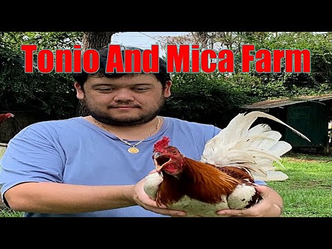 Lets Visit The Farm Of Tonio And Mica Gamefarm