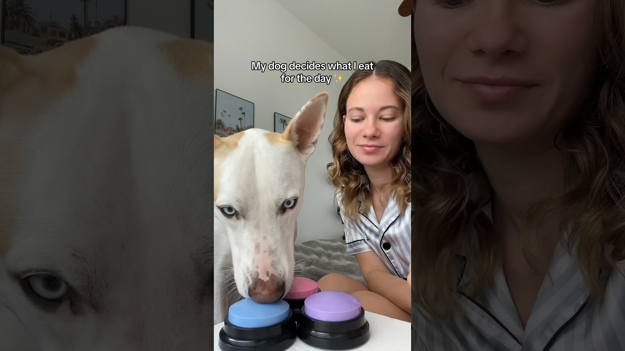 Letting my dog decide what I eat for the day 😬 #dog #dogshorts #food #dogmom #dogowner #pets #puppy