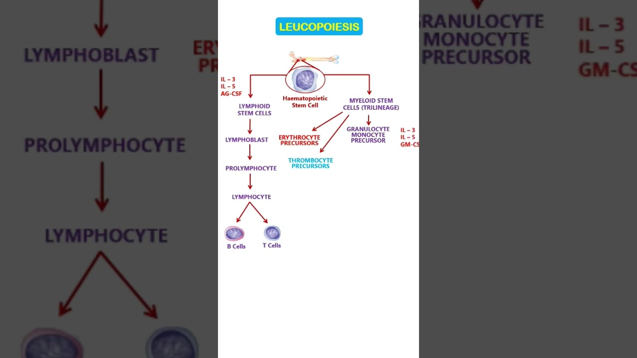 Leucopoiesis ll Formation of white blood cells ll #shorts