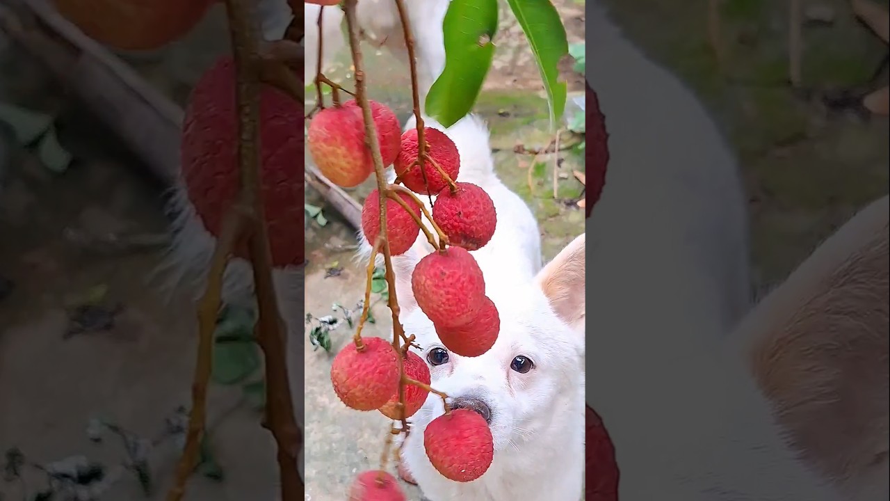 Lichi-licious! Warning: may cause excessive lichi cravings.#litchi #shorts