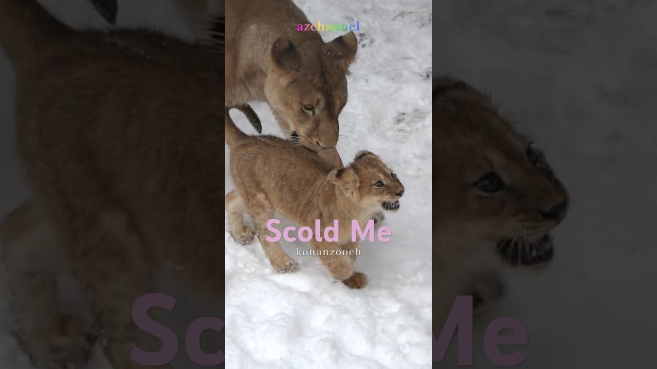 パパに叱られたレイ❤️‍🩹Lion Daddy Scolded Me! #shorts  #lion #baby