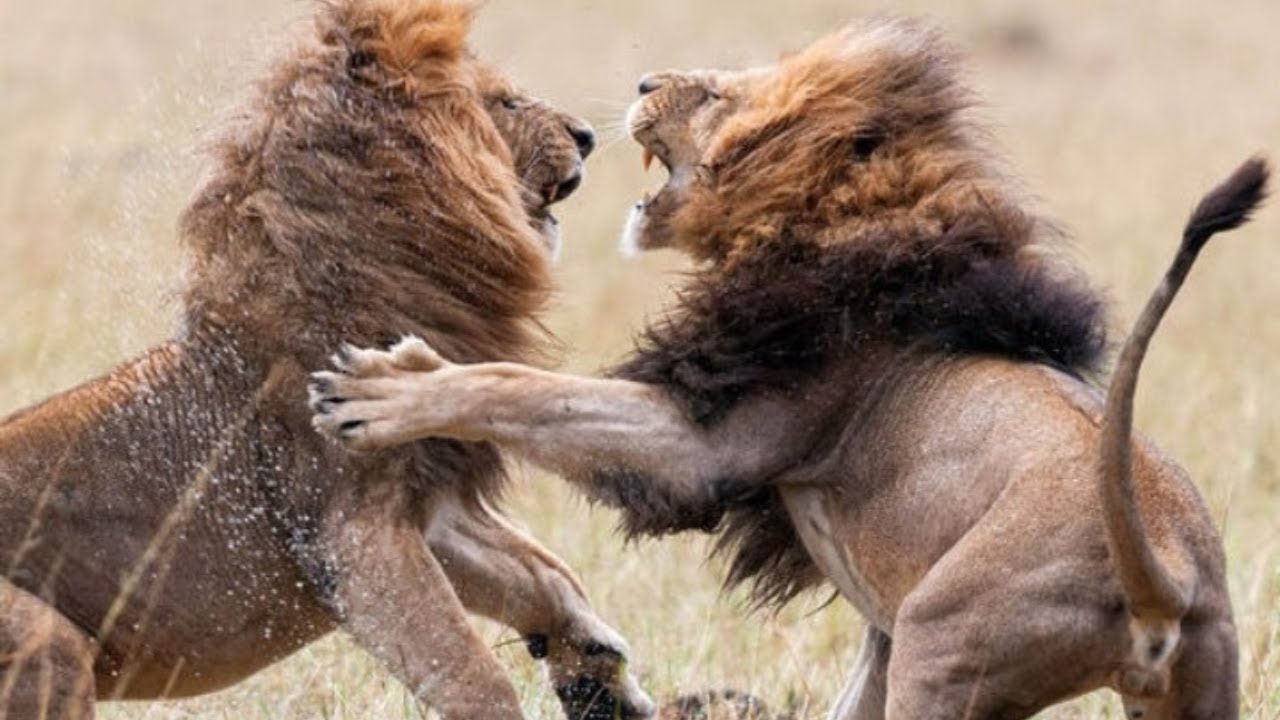 LION Vs LION - The Ultimate Fight Compilation