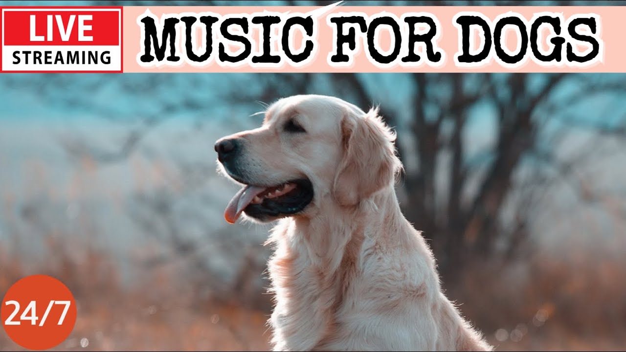 🔴[LIVE] Dog Music🎵🐶Calming Music for Dogs🐶💖Deep Sleep Music For Dogs🦮Separation Anxiety Relief🔴9