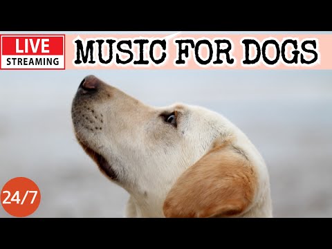 🔴[LIVE] Dog Music🎵🐶Calming Music for Dogs🐶💖Separation Anxiety Relief🦮Music to Help Dogs Sleep🔴22