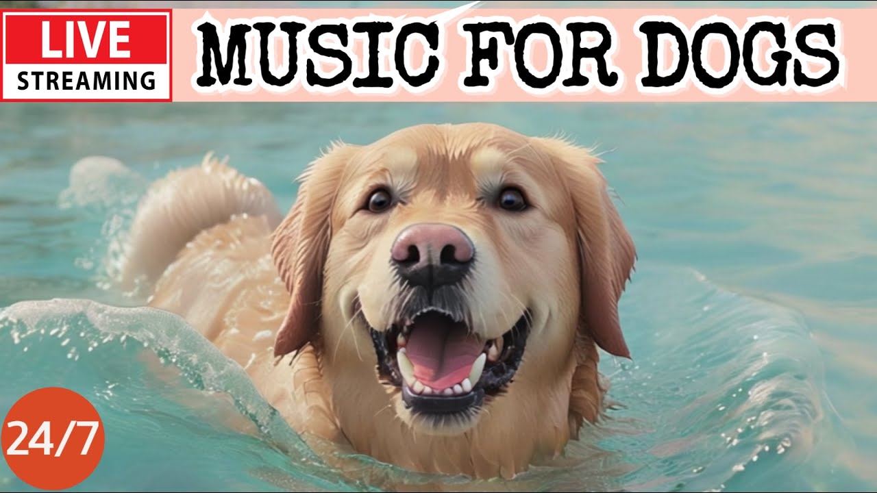 🔴[LIVE] Dog Music🎵🐶Calming Music for Dogs🐶💖Soothing Dog Sleep Music💖🦮Separation Anxiety Relief💖4