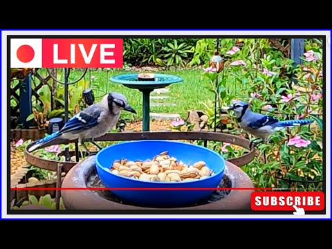 LIVE WEBCAM Young Blue Jay Visits the Garden