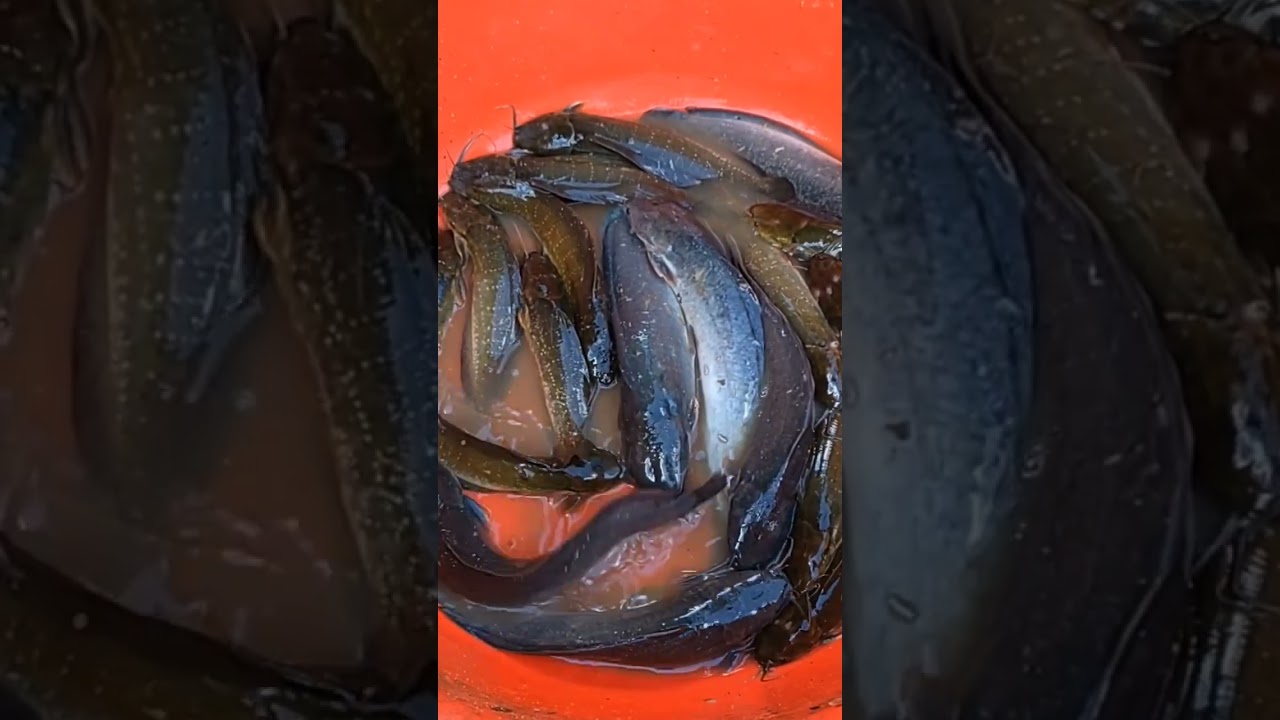 #LIVEFISH #PANTAT#FREEROYALTYFREEMUSIC #VIRAL #SHORTS