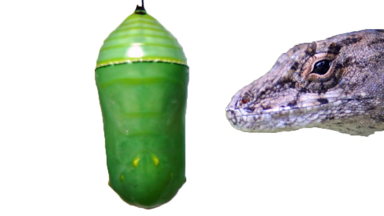 Lizard Bites Monarch Pupa FYV