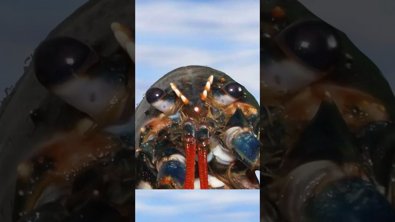 Lobster Jumpscare #jumpscare #lobster #meme
