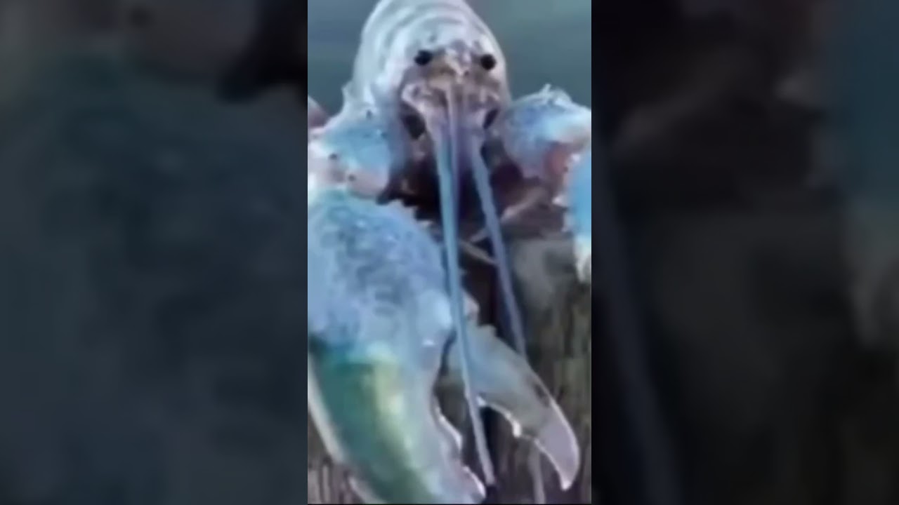 Lobster jumpscare (VERY SCARY)