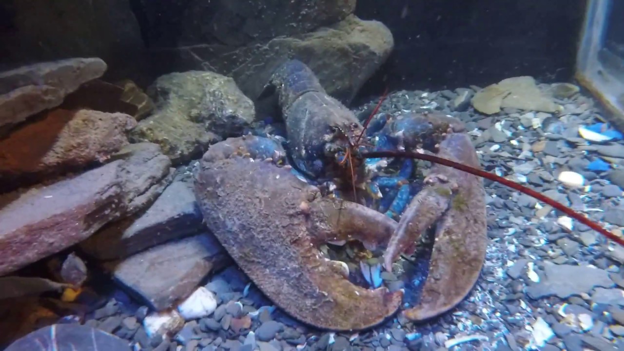 Lobster Lunch: Crushing a mussel